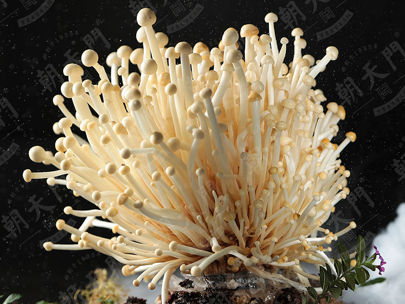 火鍋加盟店常見宣傳技巧有哪些？